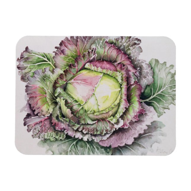 Magnet Flexible Janvier King Cabbage (Horizontal)