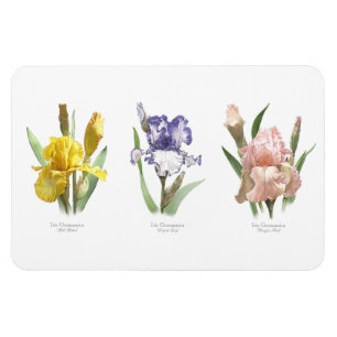 Magnet Flexible Jardin aux fleurs d'Iris