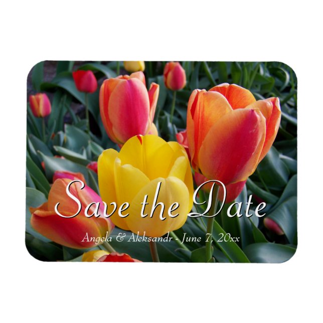 Magnet Flexible Jardin des Tulipes Jaunes et Rouges Photo Enregist (Horizontal)