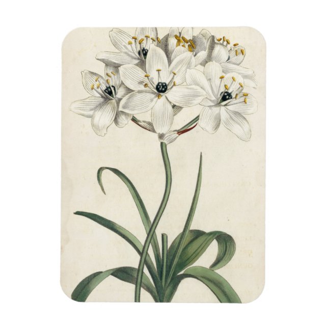 Magnet Flexible Jardin d'ivoire (Vertical)