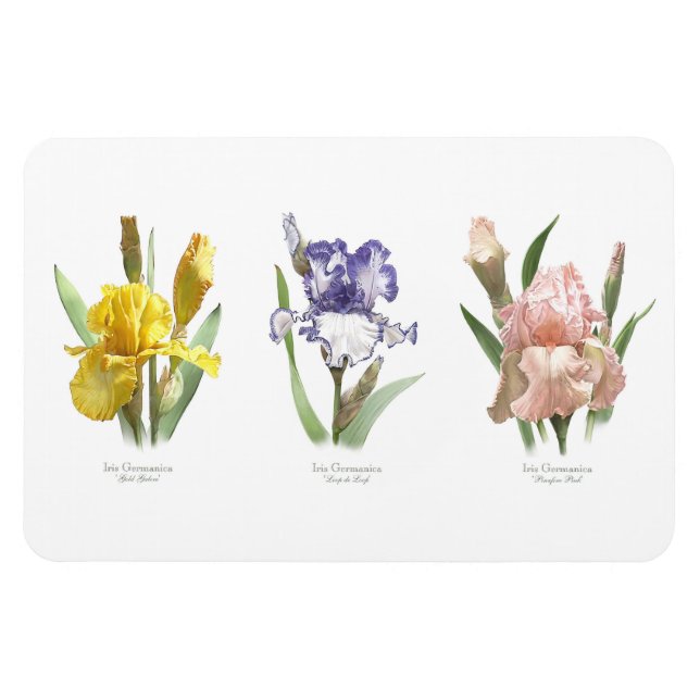 Magnet Flexible Jardin Flower Iris (Horizontal)