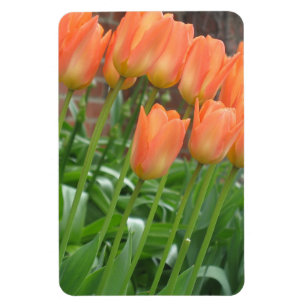 Magnet Flexible Jardin orange de tulipe