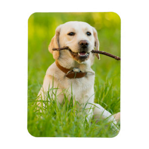 Magnet Flexible Jaune Labrador Joue Récupérer Avec Bâton