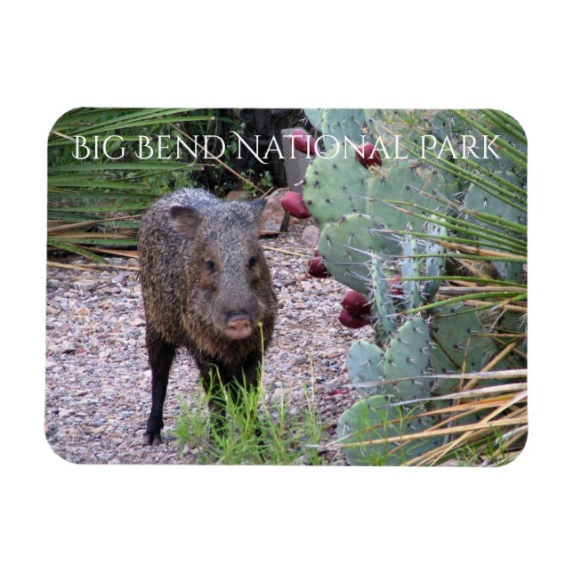 Magnet Flexible Javelina, Prickly Pear, Parc National Big Bend (Horizontal)