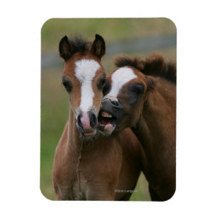 Magnet Flexible Jeu de poulains