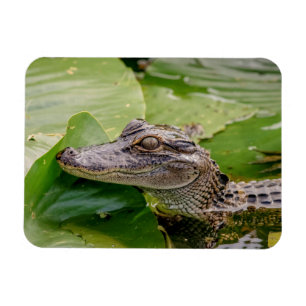Magnet Flexible Jeune Alligator