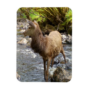 Magnet Flexible Jeune Cerf Élégant Forêt Ruisseau Tranquille