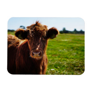 Magnet Flexible Jeune vache Brown en champ de pâturage
