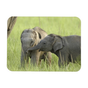 Magnet Flexible Jeunes éléphants d'Inde / d'Asie