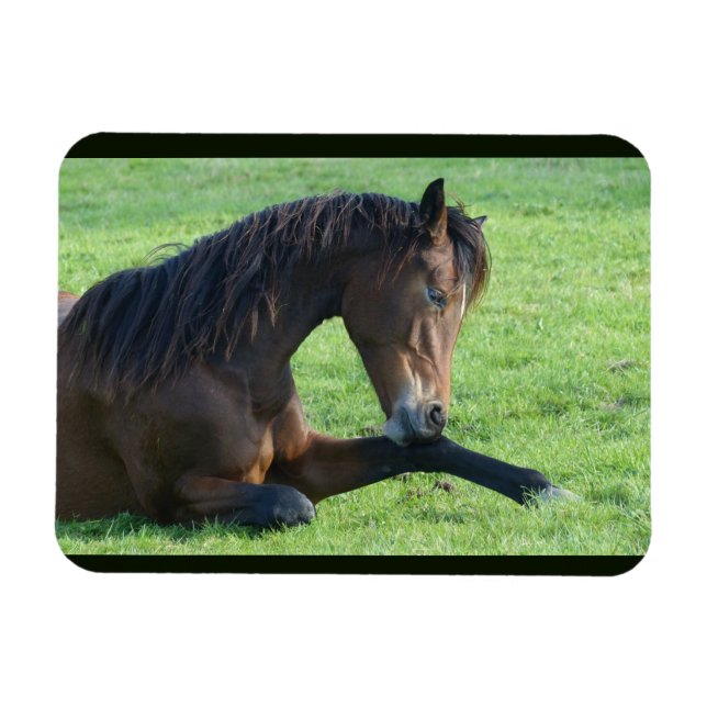Magnet Flexible Joli Cheval Brown allongé dans l'herbe (Horizontal)