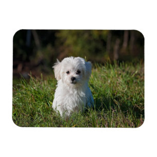 Magnet Flexible Joli chiot blanc