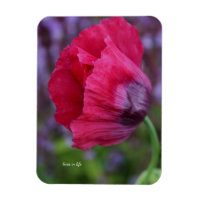 Jolie Fleur de Pavot Rose et Violet