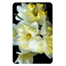 Jonquilles Narcisse Fleurs Blanches Jaunes de Prin