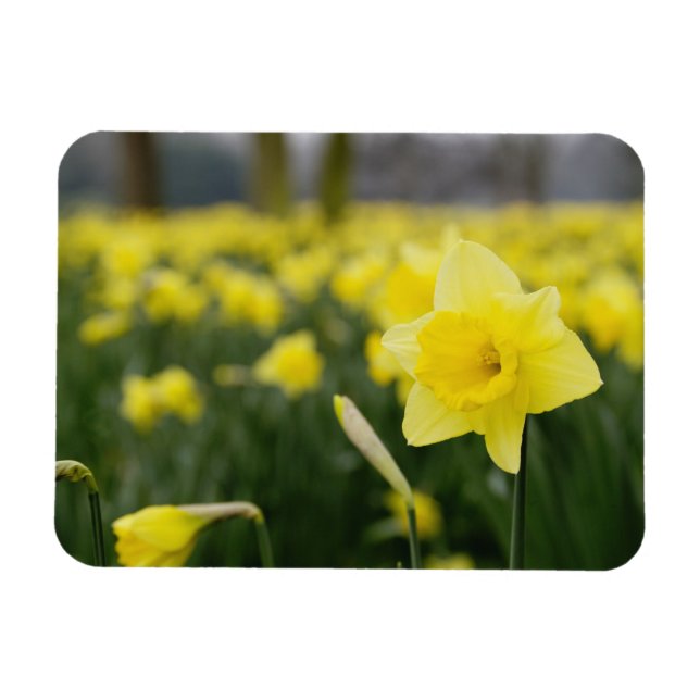 Magnet Flexible Jonquilles (RF) (Horizontal)