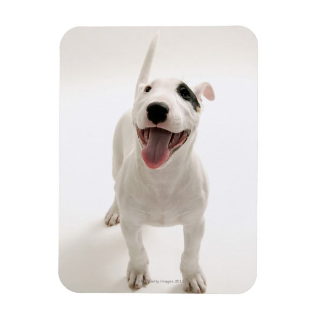 Magnet Flexible Joyful Bull terrier (Vertical)