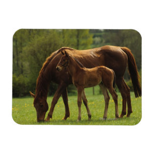 Magnet Flexible Jument et poulain 2 de pur sang