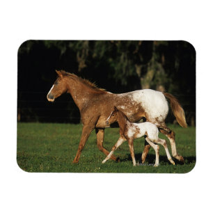 Magnet Flexible Jument et poulain d'Appaloosa