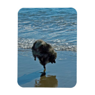 Magnet Flexible Keeshond Ballet Photographie - Joli chien d'origin
