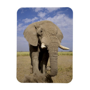 Magnet Flexible Kenya : Parc national d'Amboseli, éléphant mâle