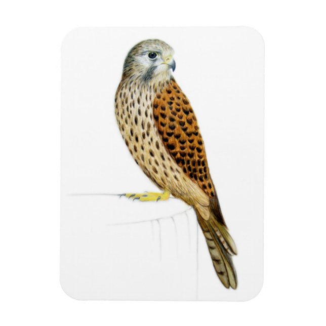 Magnet Flexible Kestrel 2011 (Vertical)