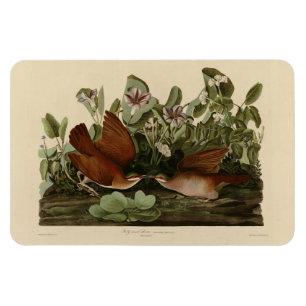 Magnet Flexible Key-west Dove, Quail-Dove Audubon Birds of America