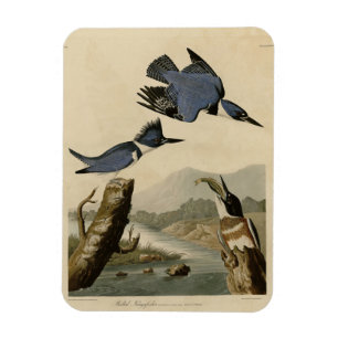 Magnet Flexible Kingfisher Belted des oiseaux d'Amérique d'Audubon