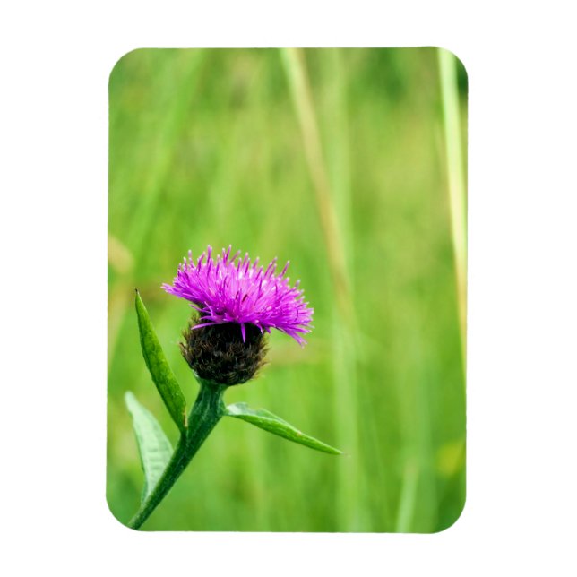 Magnet Flexible Knapweed (Vertical)