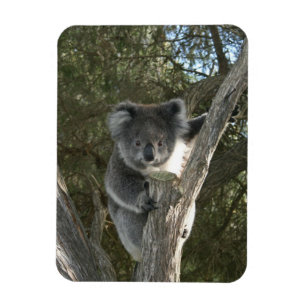 Magnet Flexible Koala