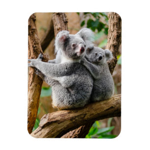 Magnet Flexible Koala avec bébé dans un arbre en Australie