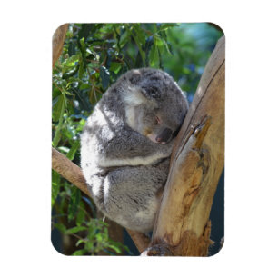 Magnet Flexible Koala dormant dans l'arbre
