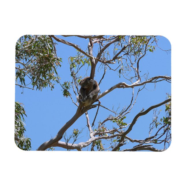 Magnet Flexible Koala Nap (Horizontal)