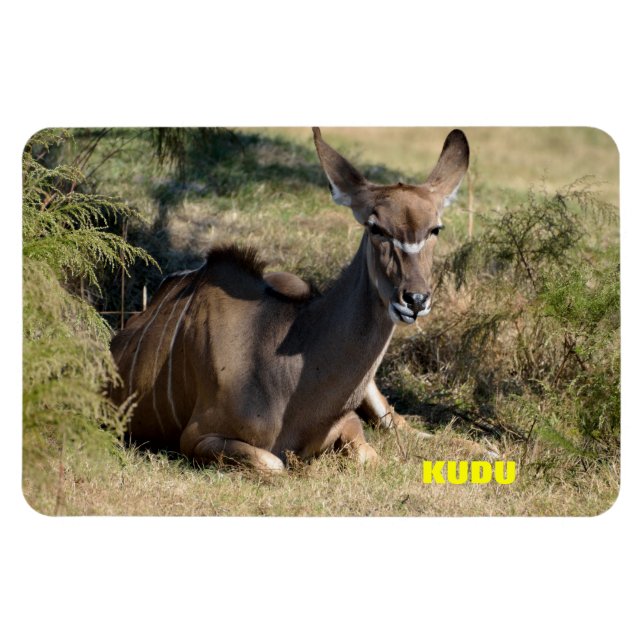 Magnet Flexible Kudu femme (Horizontal)