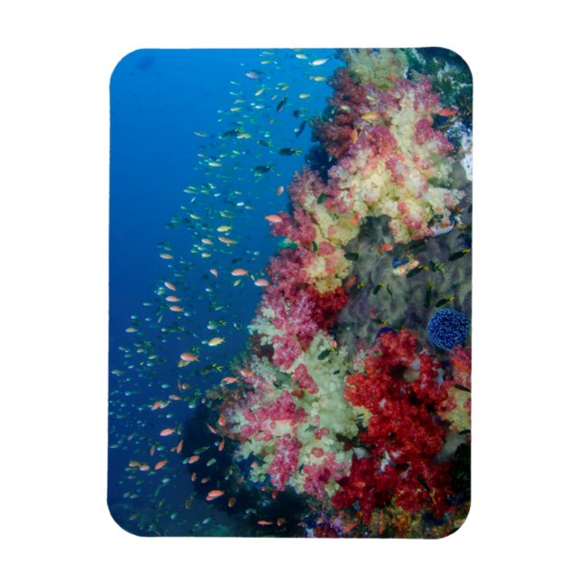 Magnet Flexible La barrière de corail sous-marine, Indonésie (Vertical)