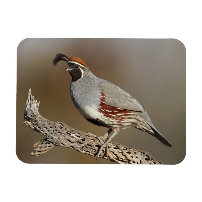 Magnet Flexible La caille de Gambel (Horizontal)
