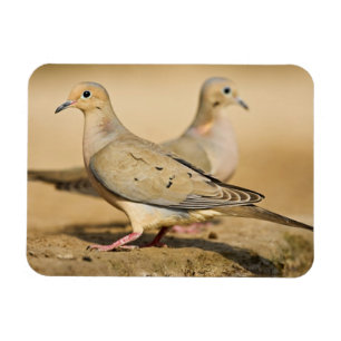 Magnet Flexible La colombe en deuil