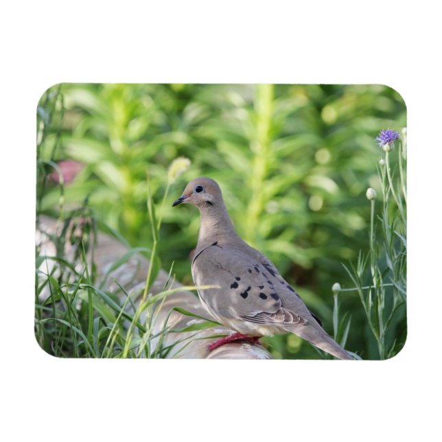 Magnet Flexible La colombe en deuil (Horizontal)
