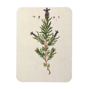 Magnet Flexible La lavande française, plaquent 241 'd'un Herbal