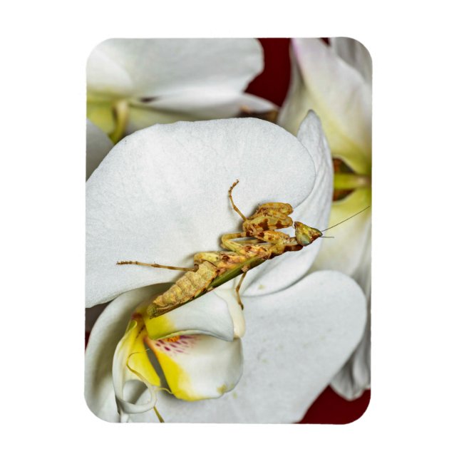 Magnet Flexible La Mante des fleurs (Vertical)