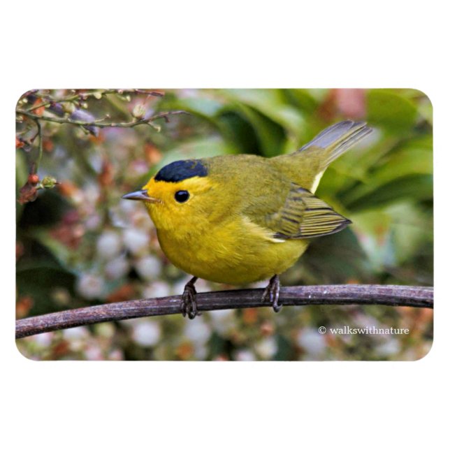Magnet Flexible La Paruline de Cute Wilson sur le Grapevine (Horizontal)