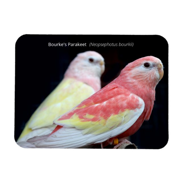 Magnet Flexible La perruque de Rubino Bourke (Horizontal)