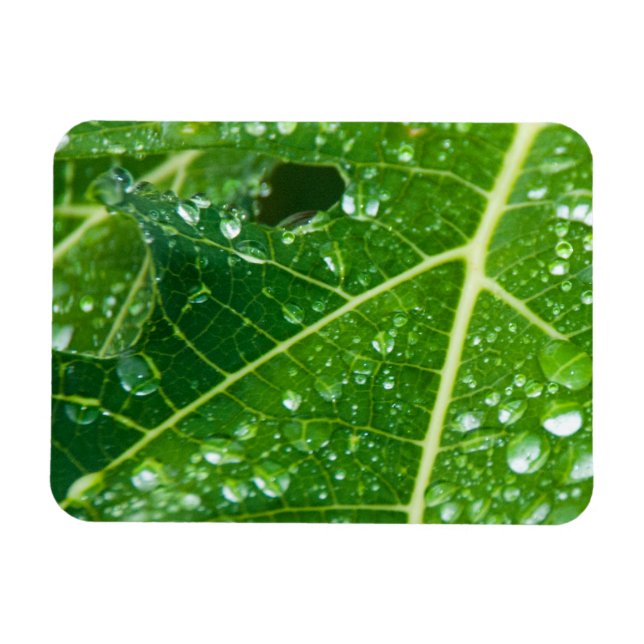 Magnet Flexible La pluie tombe sur la feuille de Papaya vert tropi (Horizontal)