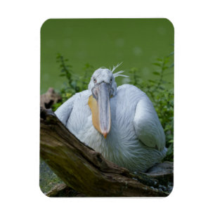 Magnet Flexible La sérénité du pélican, un regard captivant