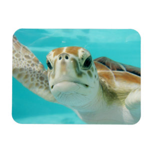 Magnet Flexible La tortue de mer nager dans l'eau de Turquouise