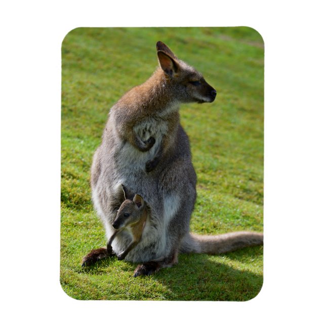 Magnet Flexible La wallaby à cou rouge et sa joie (Vertical)