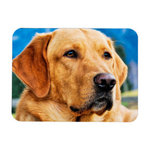 Magnet Flexible Labrador retriever d'or