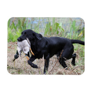 Magnet Flexible Labrador retriever noir avec l'aimant de canard