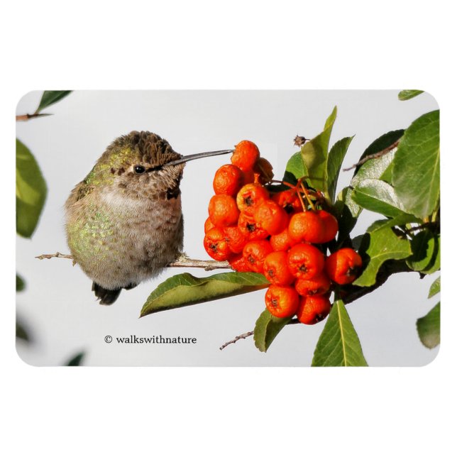 Magnet Flexible L'adorable colibri Anna sur Berry Bush (Horizontal)