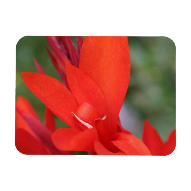 Magnet Flexible "Lady in Red" Rouge Canna Lily (Horizontal)