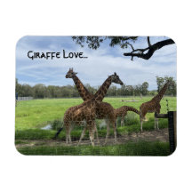 L'amour de la girafe...l'aimant