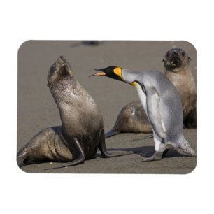 Magnet Flexible L'Antarctique, île du sud de la Géorgie (R-U), r